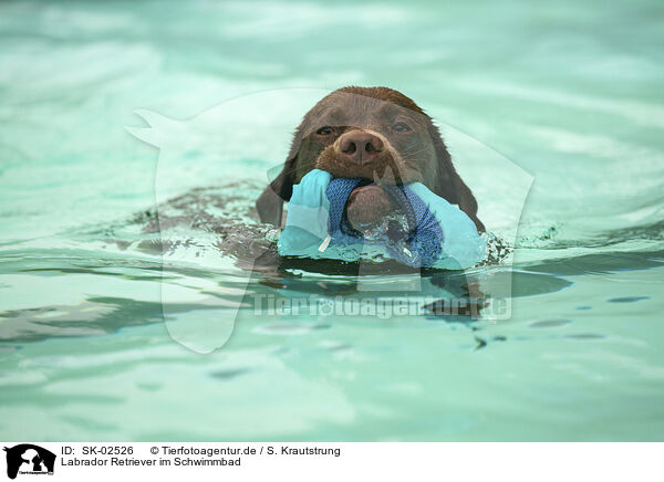 Labrador Retriever im Schwimmbad / Labrador Retriever at swimming bath / SK-02526