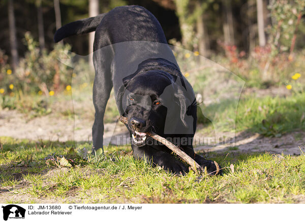 Labrador Retriever / Labrador Retriever / JM-13680