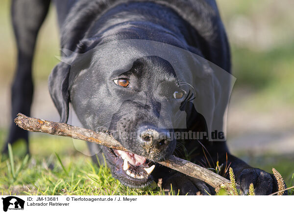 Labrador Retriever / Labrador Retriever / JM-13681
