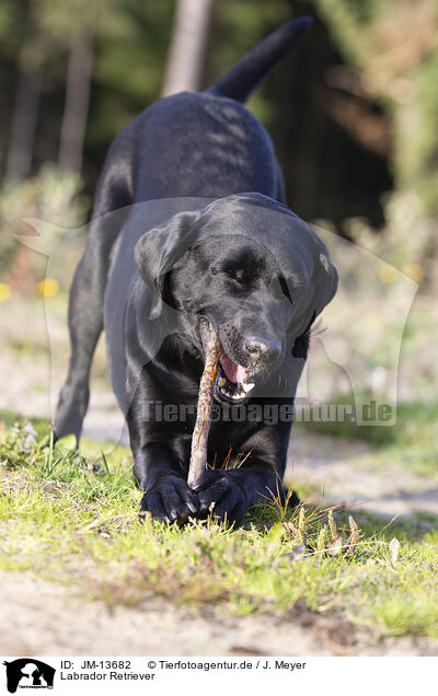 Labrador Retriever / Labrador Retriever / JM-13682