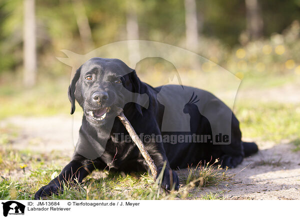 Labrador Retriever / Labrador Retriever / JM-13684