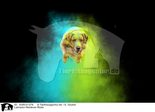 Labrador Retriever Rde / male Labrador Retriever / SGR-01378