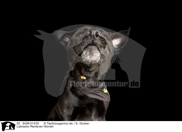 Labrador Retriever Hndin / SGR-01430