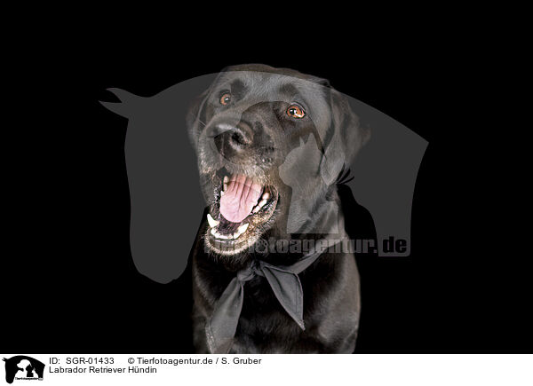 Labrador Retriever Hndin / female Labrador Retriever / SGR-01433