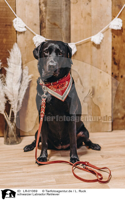 schwarzer Labrador Retriever / black Labrador Retriever / LR-01069