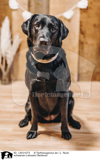 schwarzer Labrador Retriever / black Labrador Retriever / LR-01073