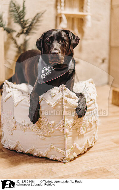 schwarzer Labrador Retriever / black Labrador Retriever / LR-01081