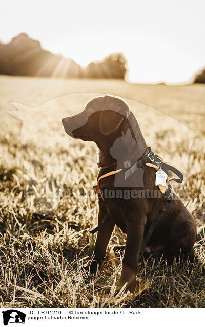 junger Labrador Retriever / young Labrador Retriever / LR-01210