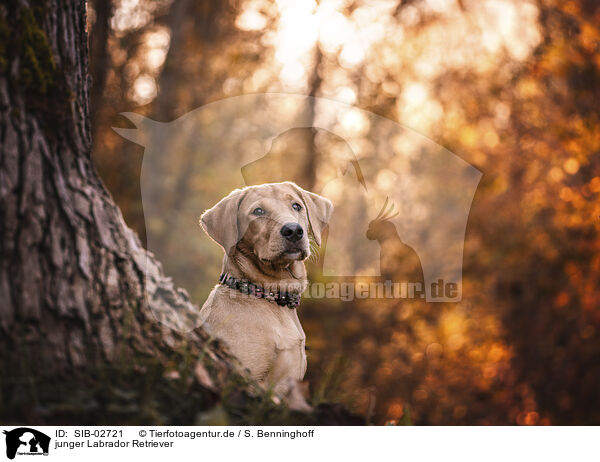 junger Labrador Retriever / SIB-02721