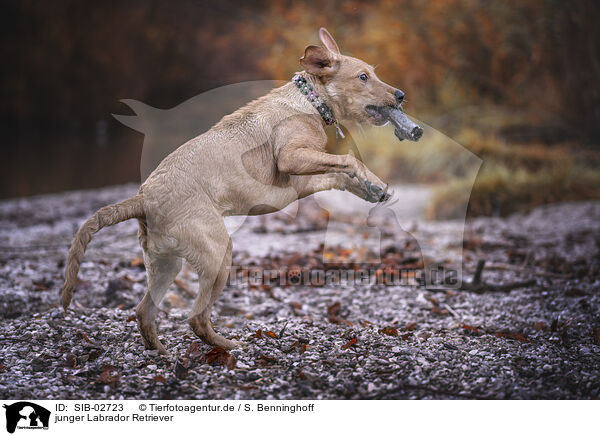 junger Labrador Retriever / young Labrador Retriever / SIB-02723
