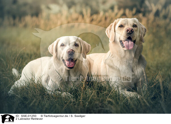 2 Labrador Retriever / 2 Labrador Retriever / SSE-01250