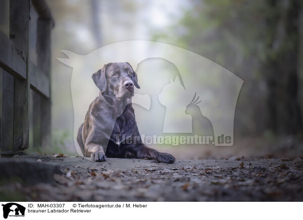 brauner Labrador Retriever / brown Labrador Retriever / MAH-03307