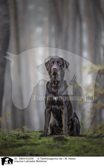 brauner Labrador Retriever / brown Labrador Retriever / MAH-03308
