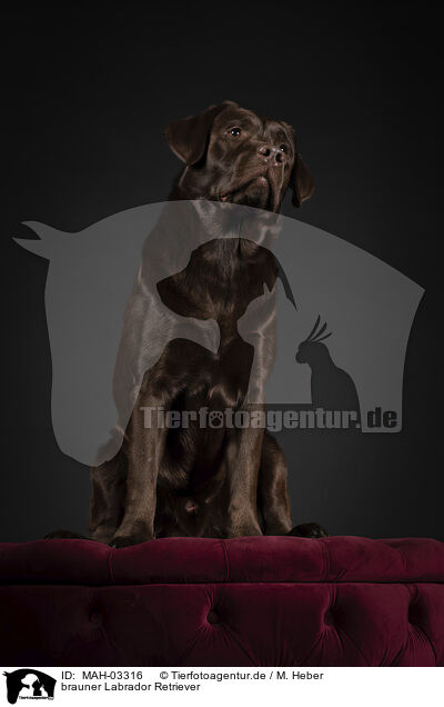 brauner Labrador Retriever / brown Labrador Retriever / MAH-03316