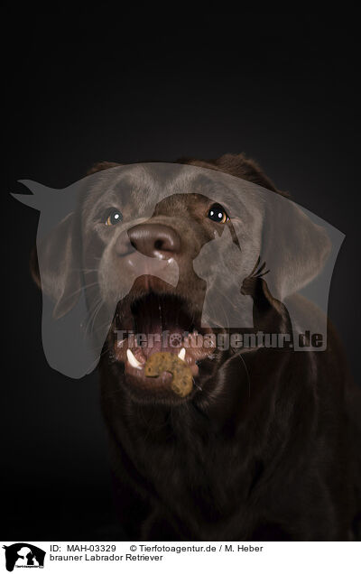 brauner Labrador Retriever / MAH-03329