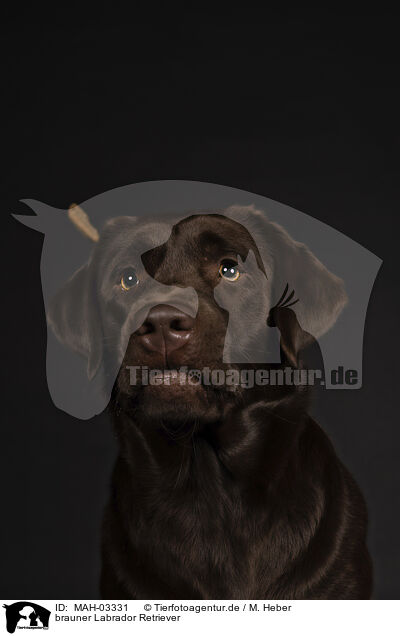 brauner Labrador Retriever / brown Labrador Retriever / MAH-03331