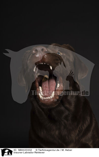 brauner Labrador Retriever / brown Labrador Retriever / MAH-03332