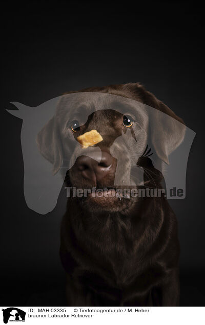 brauner Labrador Retriever / brown Labrador Retriever / MAH-03335