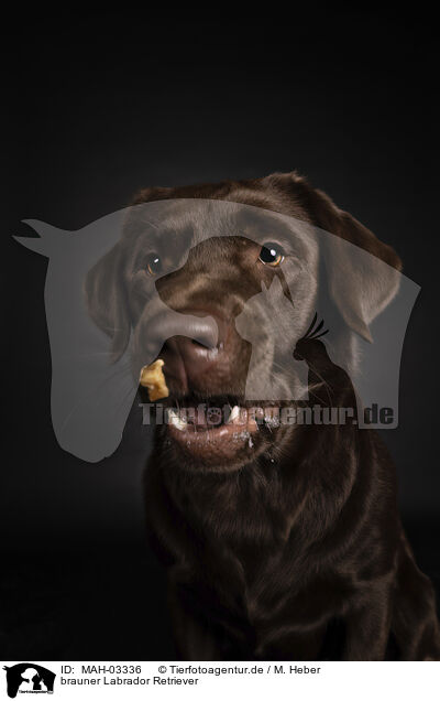brauner Labrador Retriever / brown Labrador Retriever / MAH-03336