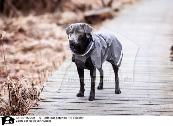 Labrador Retriever Hndin / NP-03209