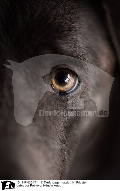 Labrador Retriever Hndin Auge / female Labrador Retriever eye / NP-03217