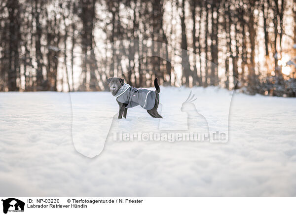 Labrador Retriever Hndin / NP-03230