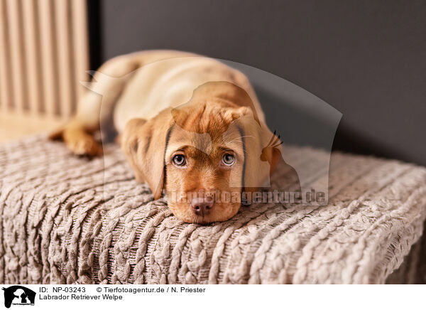 Labrador Retriever Welpe / NP-03243