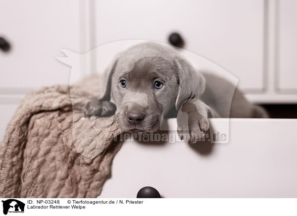 Labrador Retriever Welpe / Labrador Retriever Puppy / NP-03248