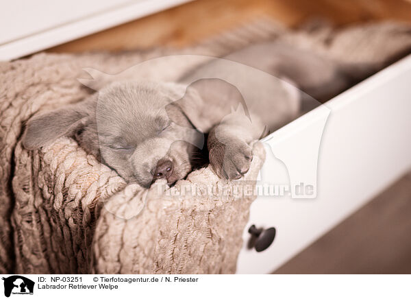 Labrador Retriever Welpe / Labrador Retriever Puppy / NP-03251