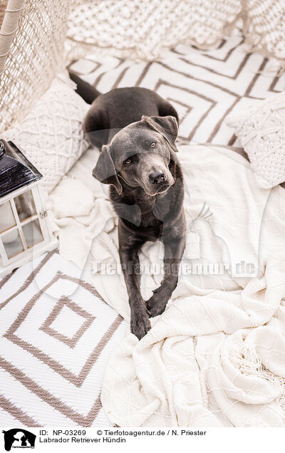 Labrador Retriever Hndin / female Labrador Retriever / NP-03269