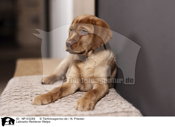Labrador Retriever Welpe / NP-03289