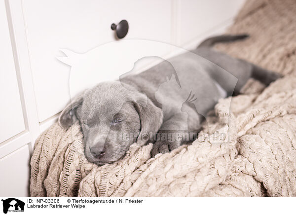 Labrador Retriever Welpe / Labrador Retriever Puppy / NP-03306