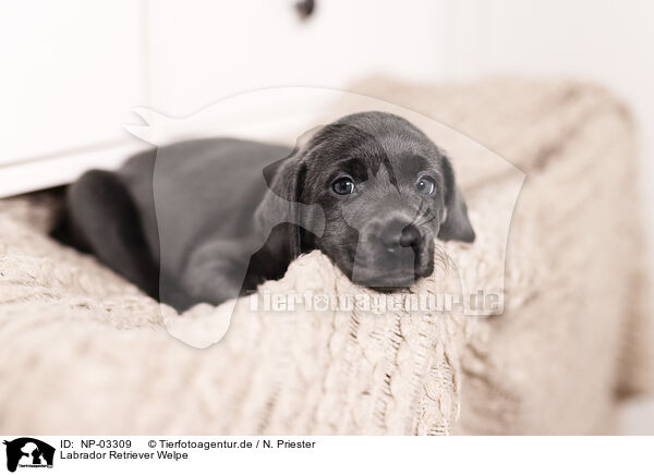 Labrador Retriever Welpe / Labrador Retriever Puppy / NP-03309