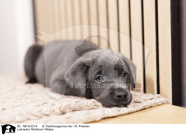 Labrador Retriever Welpe / NP-03314