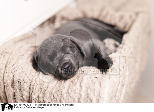 Labrador Retriever Welpe / NP-03321