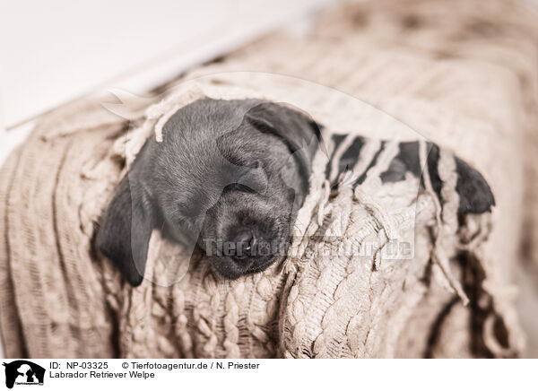 Labrador Retriever Welpe / Labrador Retriever Puppy / NP-03325