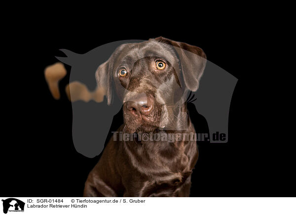 Labrador Retriever Hndin / female Labrador Retriever / SGR-01484