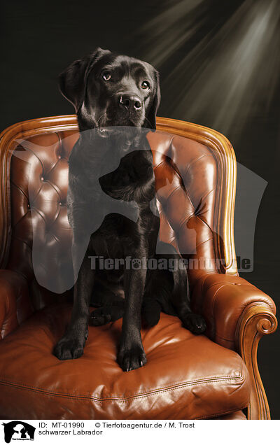 schwarzer Labrador / black Labrador / MT-01990