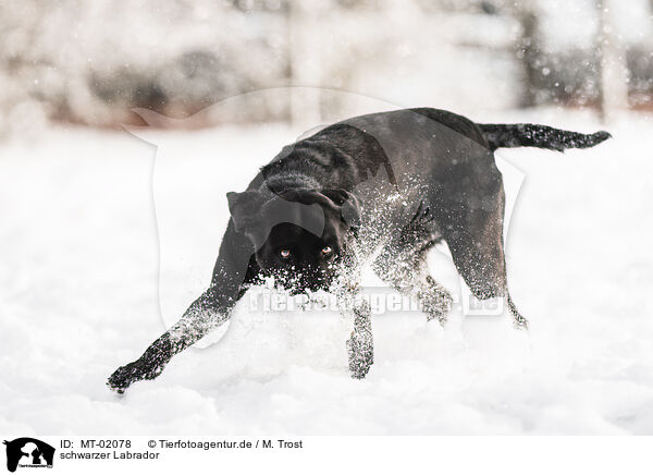 schwarzer Labrador / MT-02078