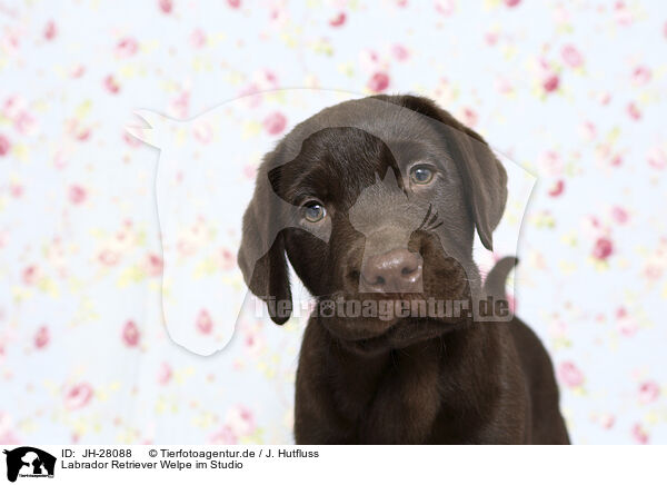 Labrador Retriever Welpe im Studio / Labrador Retriever Puppy in Studio / JH-28088