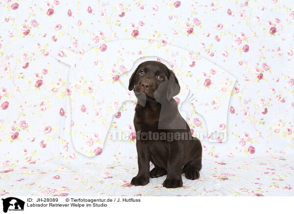Labrador Retriever Welpe im Studio / Labrador Retriever Puppy in Studio / JH-28089