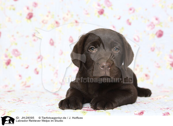 Labrador Retriever Welpe im Studio / Labrador Retriever Puppy in Studio / JH-28095