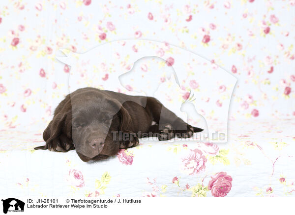 Labrador Retriever Welpe im Studio / Labrador Retriever Puppy in Studio / JH-28101