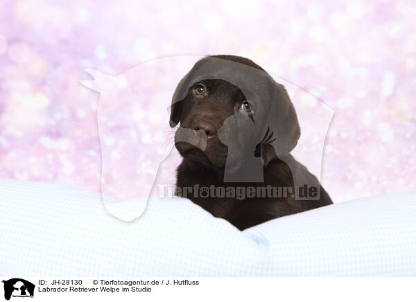 Labrador Retriever Welpe im Studio / Labrador Retriever Puppy in Studio / JH-28130