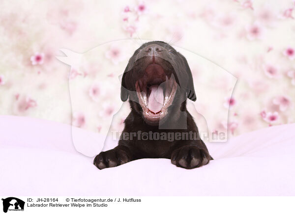 Labrador Retriever Welpe im Studio / Labrador Retriever Puppy in Studio / JH-28164