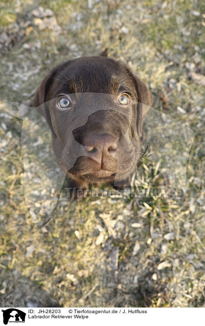 Labrador Retriever Welpe / Labrador Retriever Puppy / JH-28203