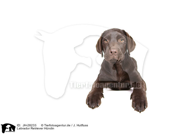 Labrador Retriever Hndin / female Labrador Retriever / JH-28233