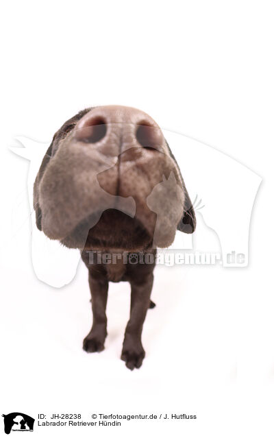 Labrador Retriever H�ndin / female Labrador Retriever / JH-28238