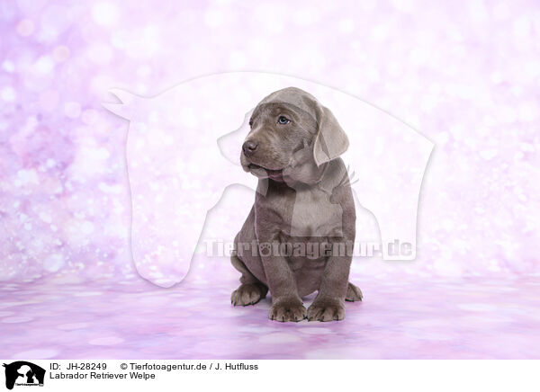 Labrador Retriever Welpe / Labrador Retriever Puppy / JH-28249