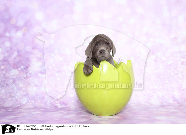 Labrador Retriever Welpe / JH-28251